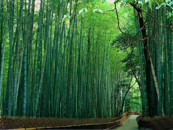 bambus, naravni materiali, naravna gradnja, gradnja z naravnimi materiali
